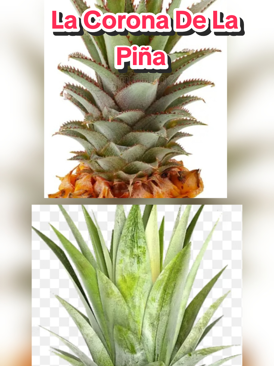 @𝐉𝐨𝐬𝐲