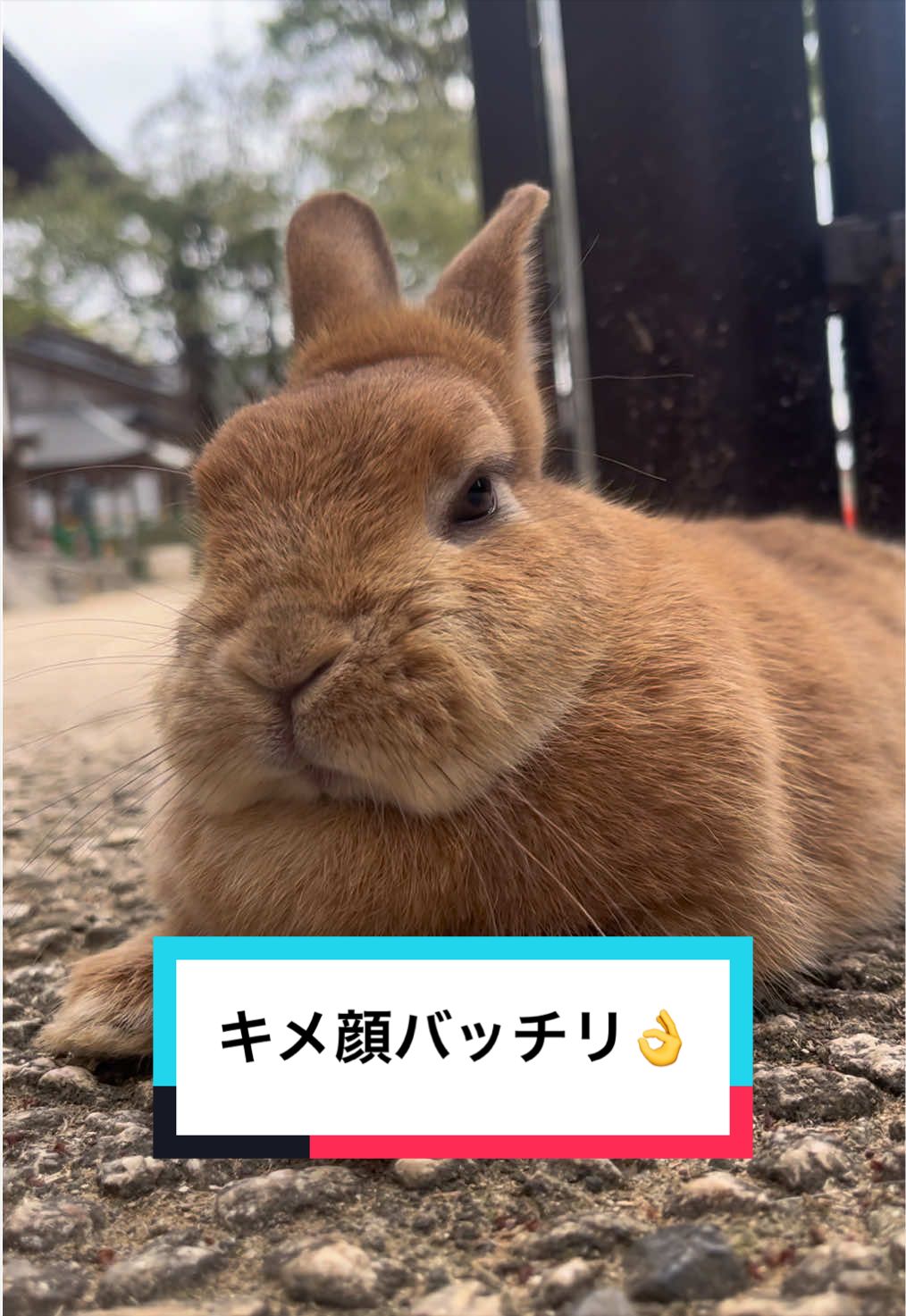 @【公式】月うさぎの里