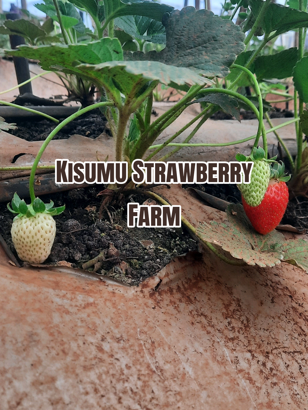 @Agri-Irrigation Africa Limited