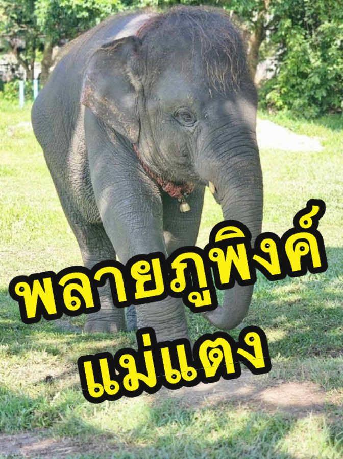 @DanaiChanchaochai