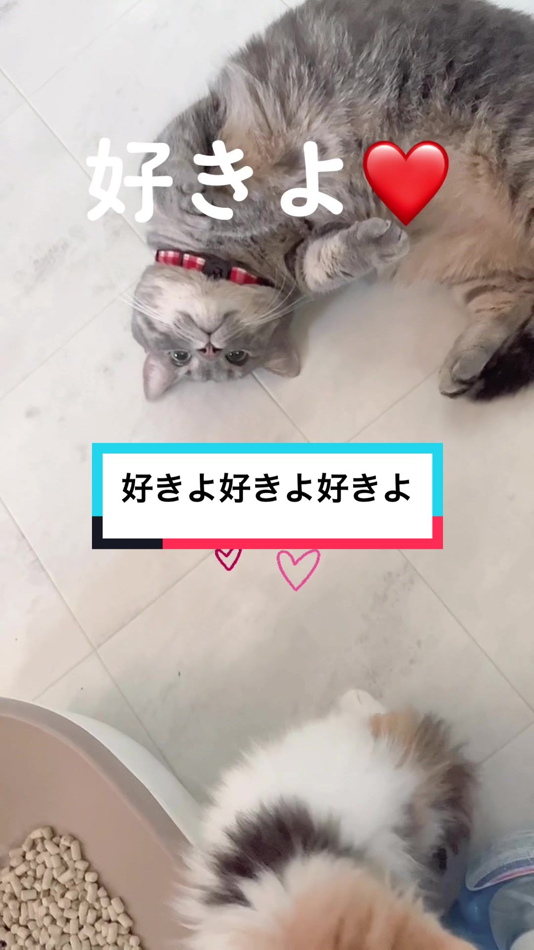 @ふたばꕤ︎︎