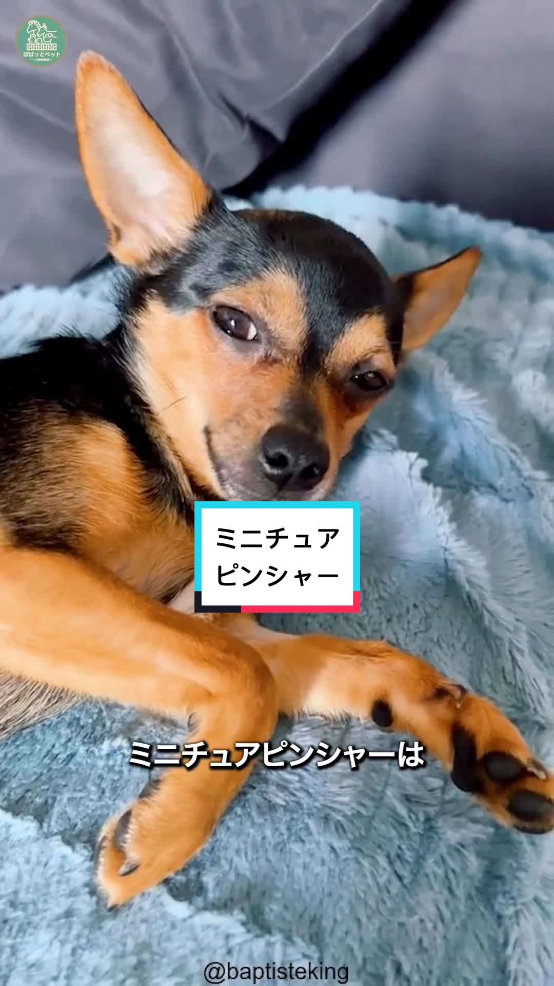 @ぱぱっとペット【動物1分解説】