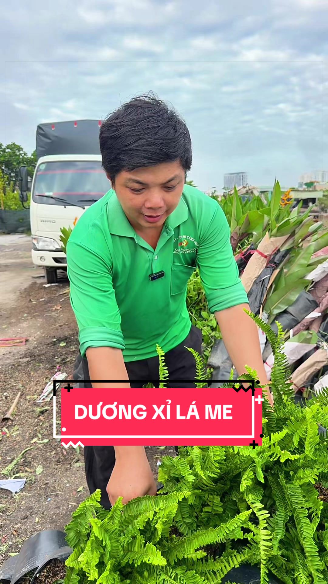 @Cây Xanh Phong Hồng