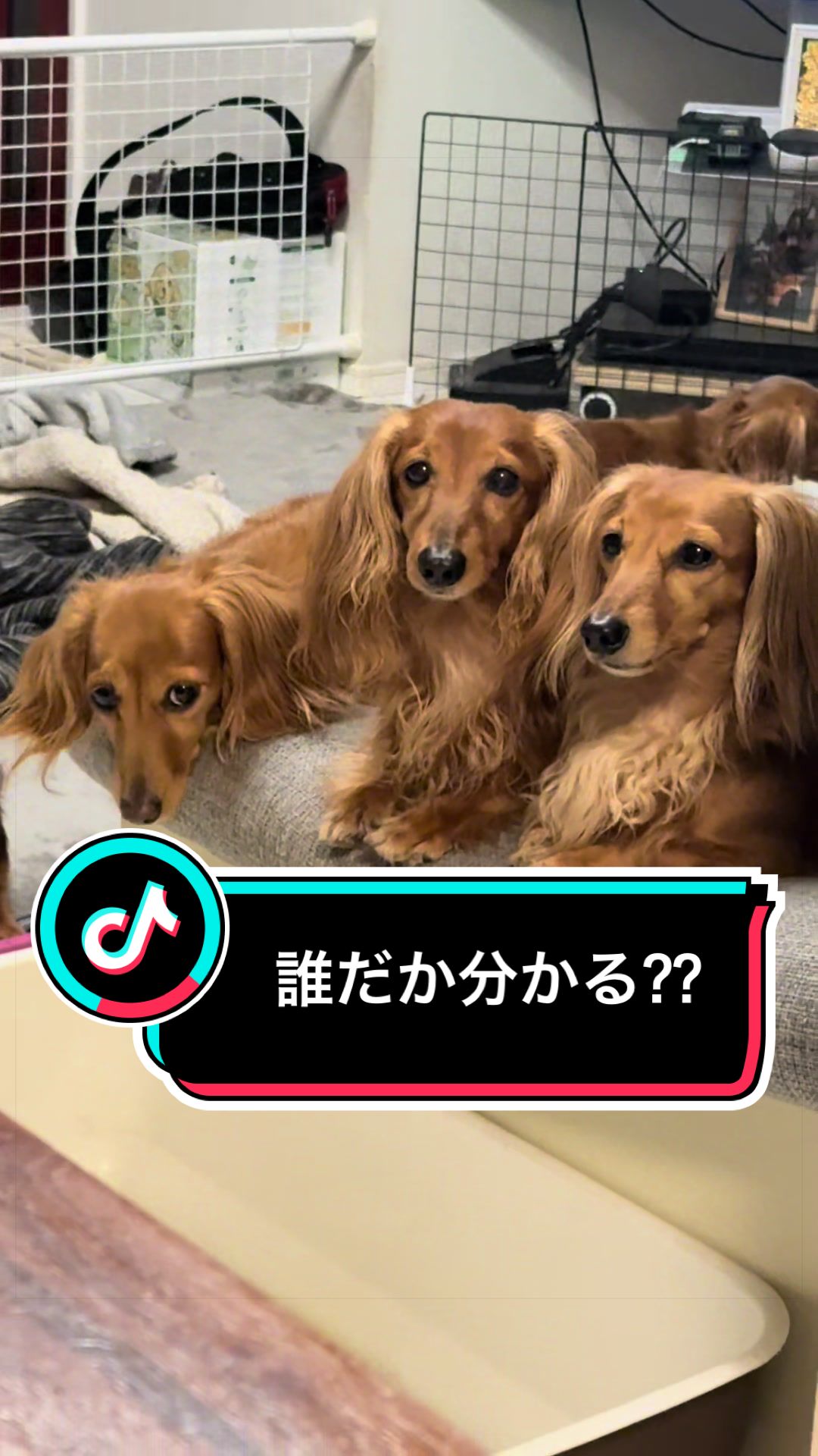 @ダックス愛好家(ワンワンパパ)