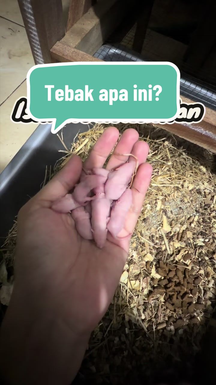 @Pet Journal Space