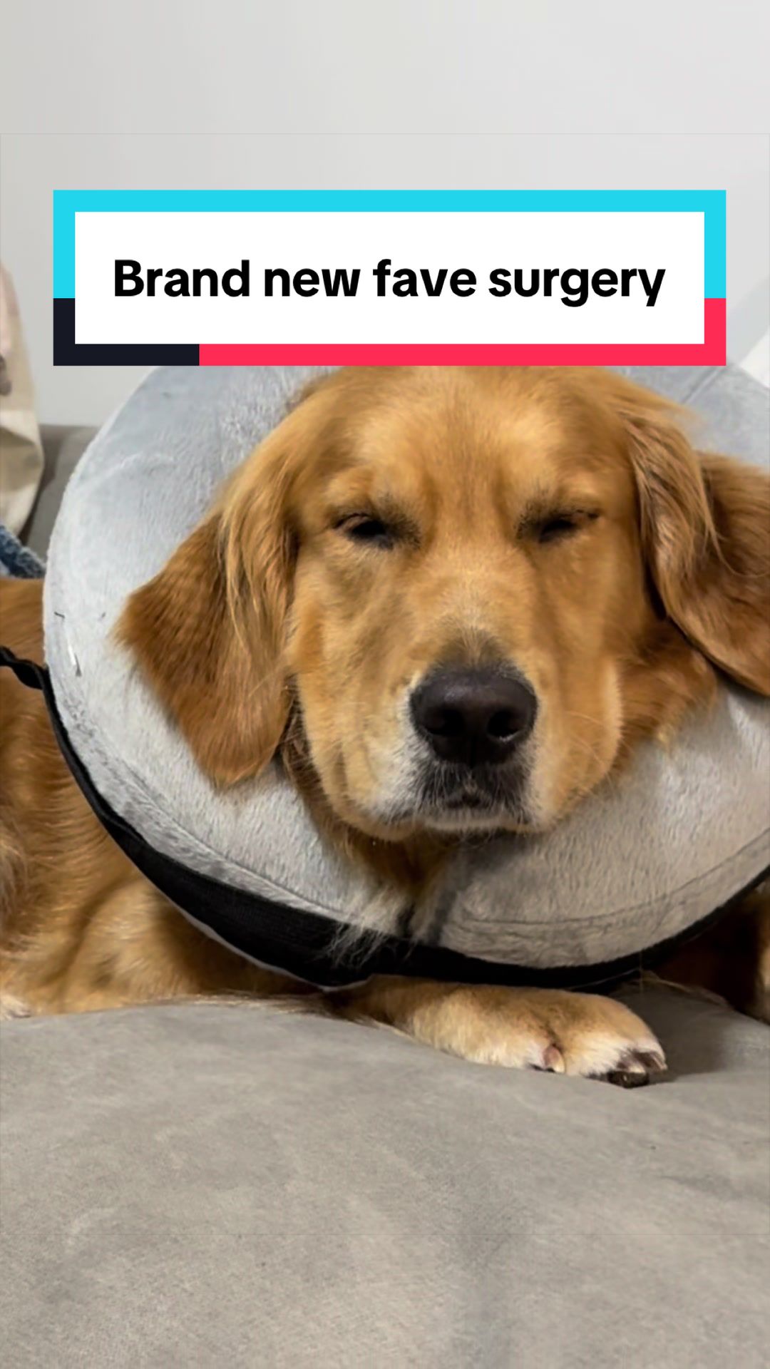 @3goldenretriever