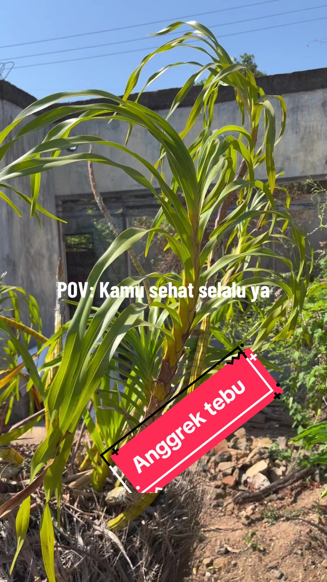 @KUD TANI