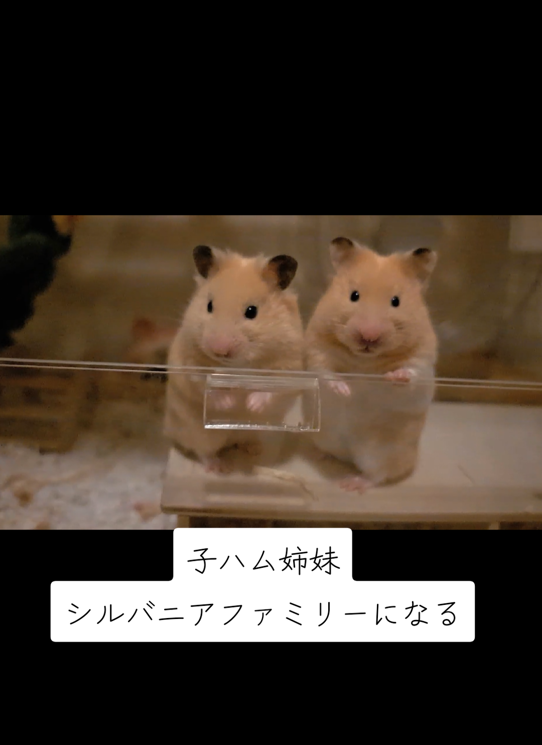 @鼻声🐹主婦