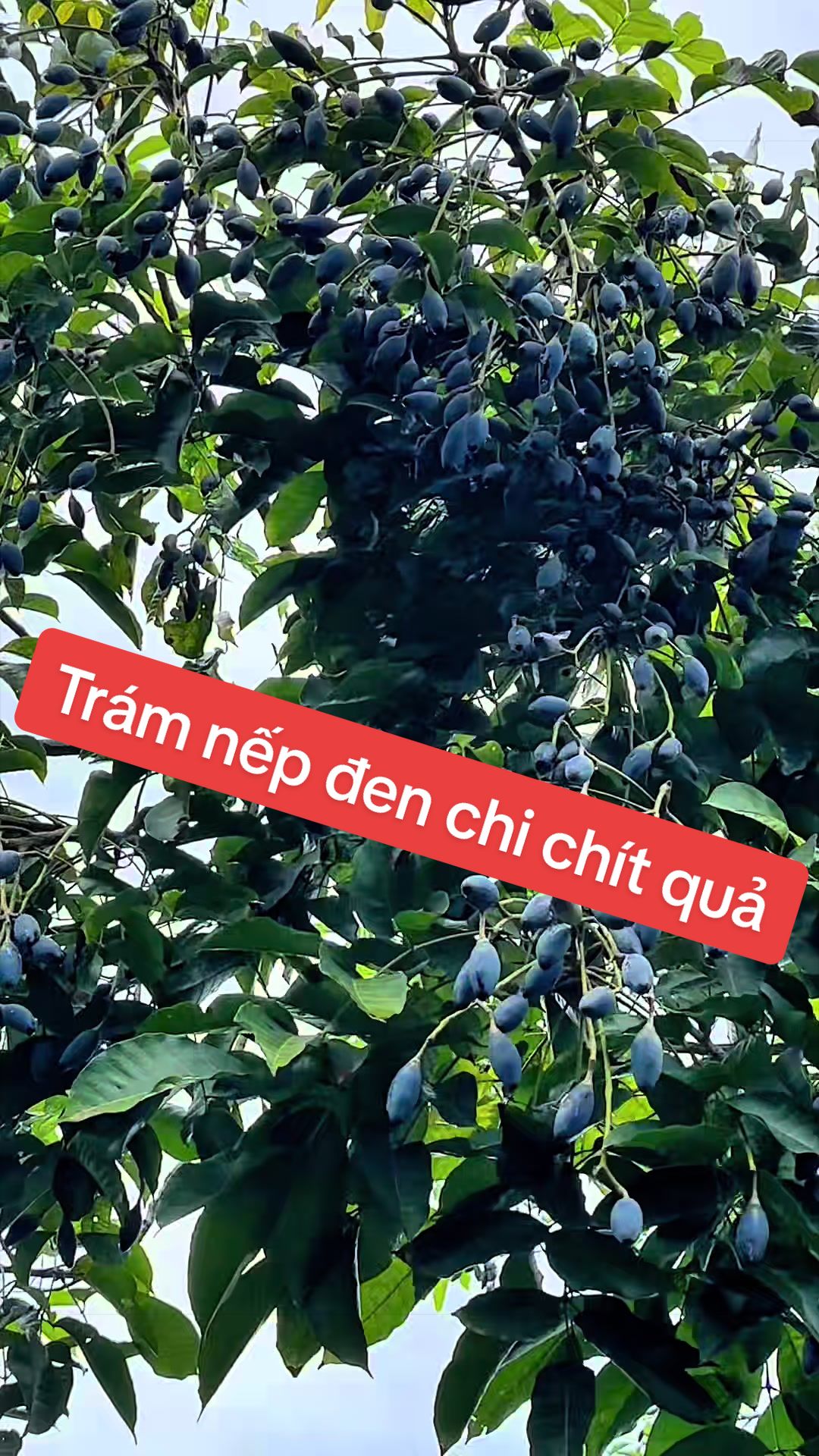 @Nh&agrave; Vườn Vũ Mai