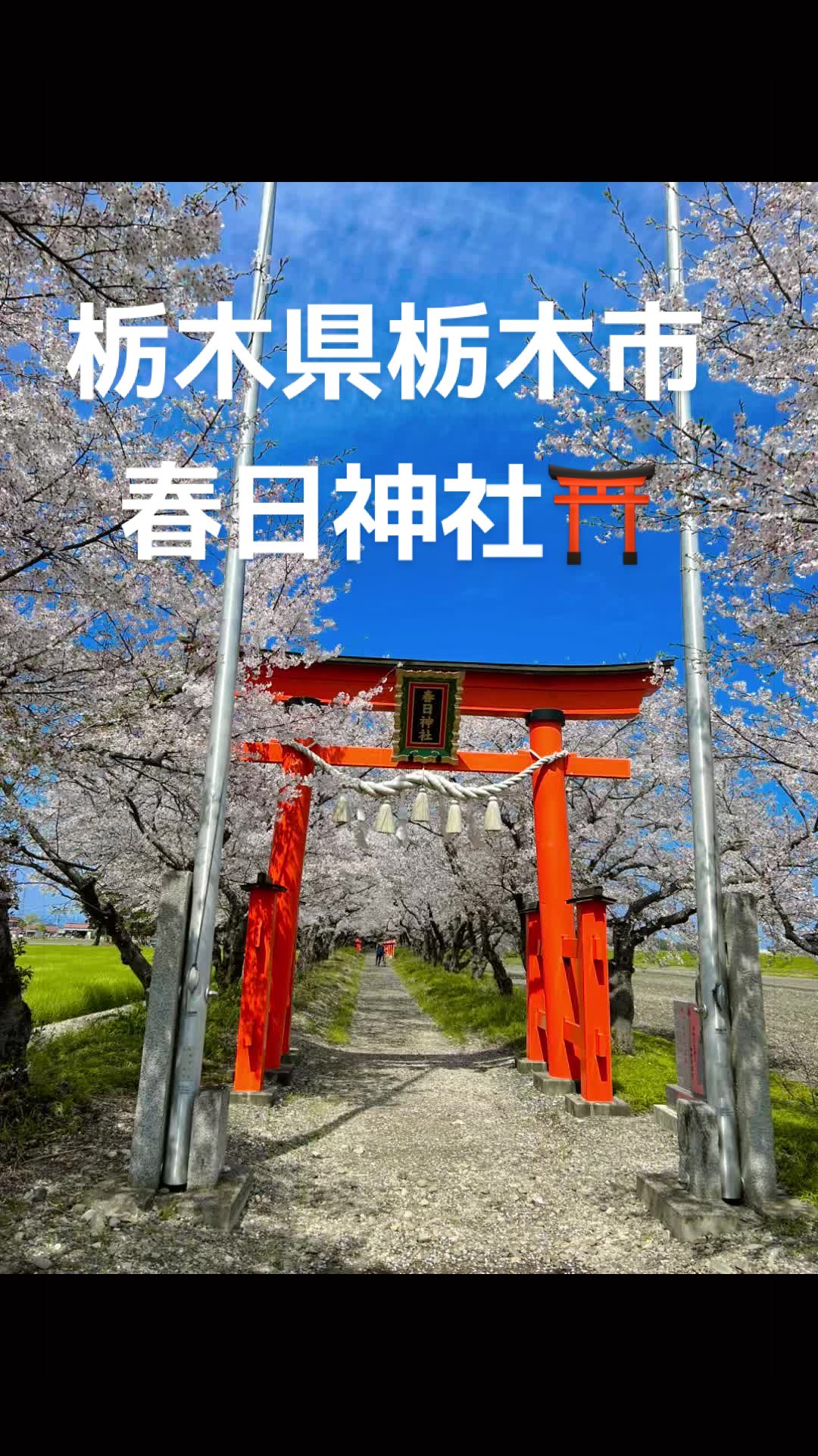 @♡さくらの♡
