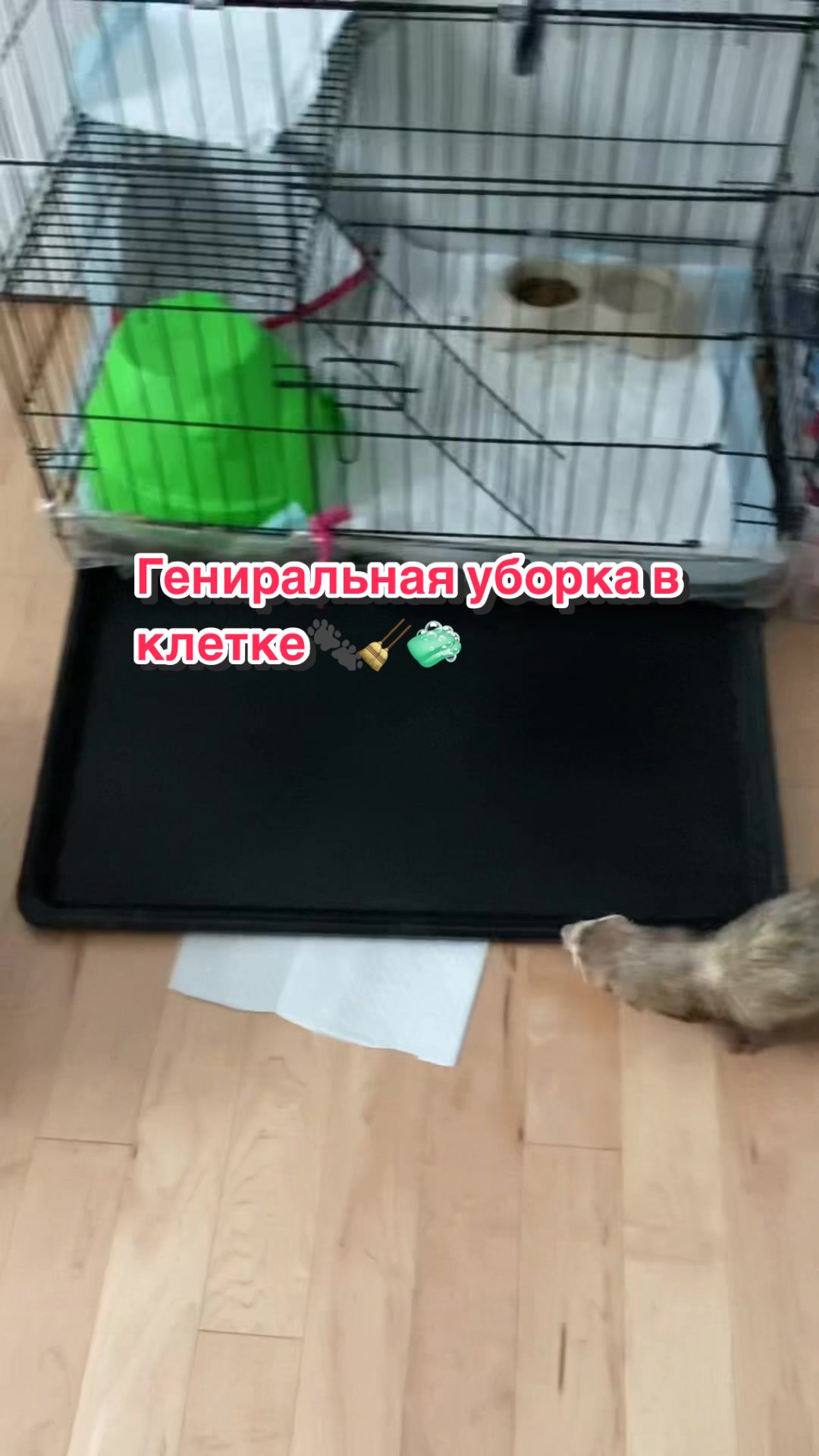 @F_u_r_e_t🐾✨🤍
