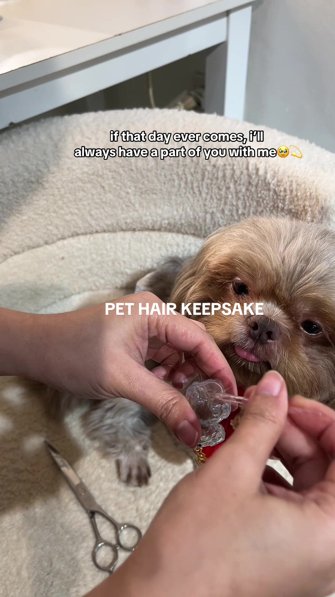 @Bellamy&Pawmily