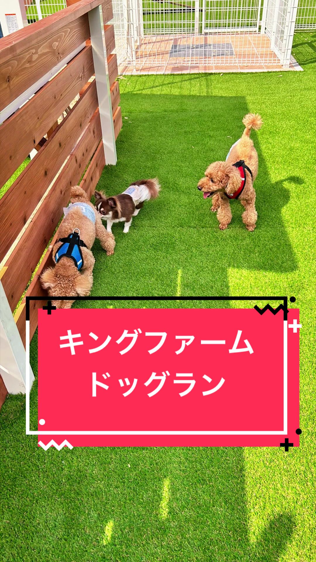 @カンキツ