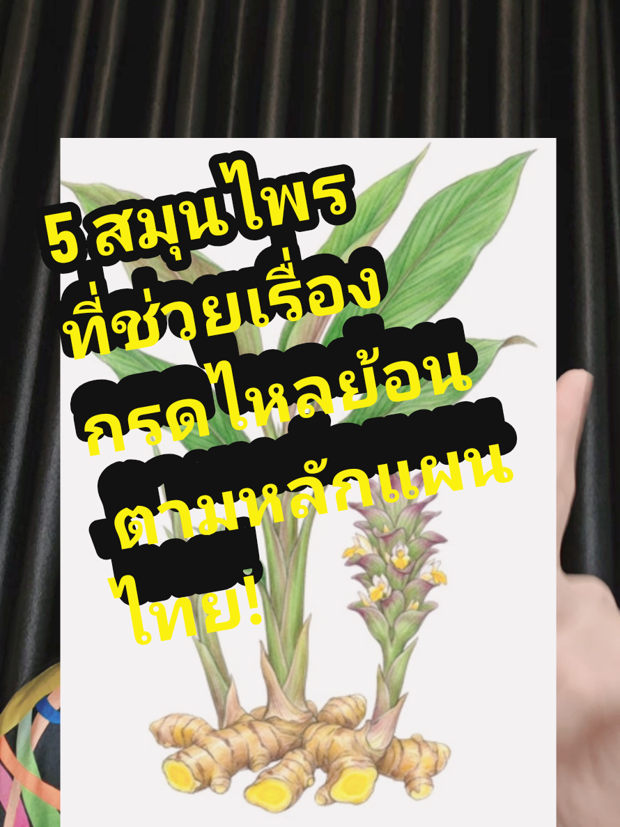 @sokwischหมอกวาง