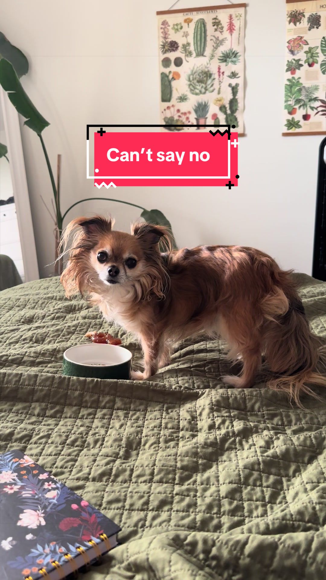 @mochi.and.ali