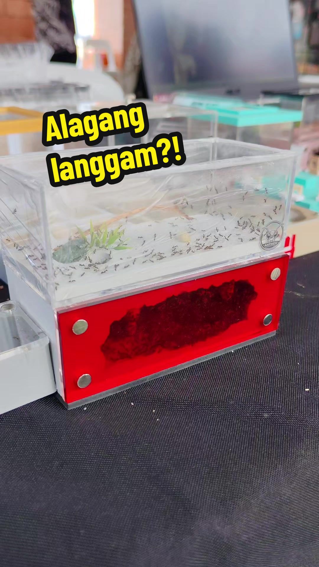 @Kuya AD