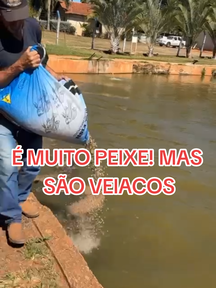 @Renan