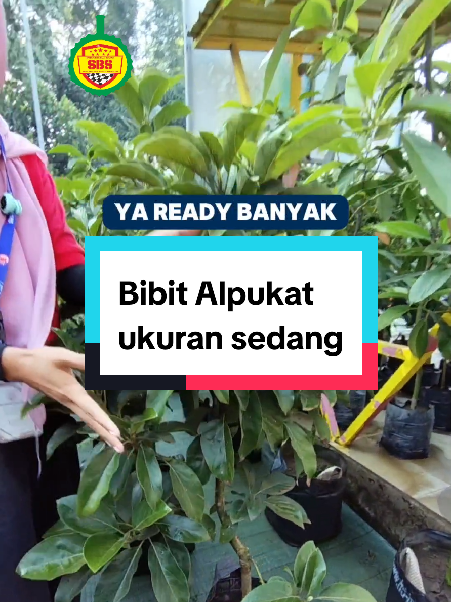 @Produksi Buah_SBS