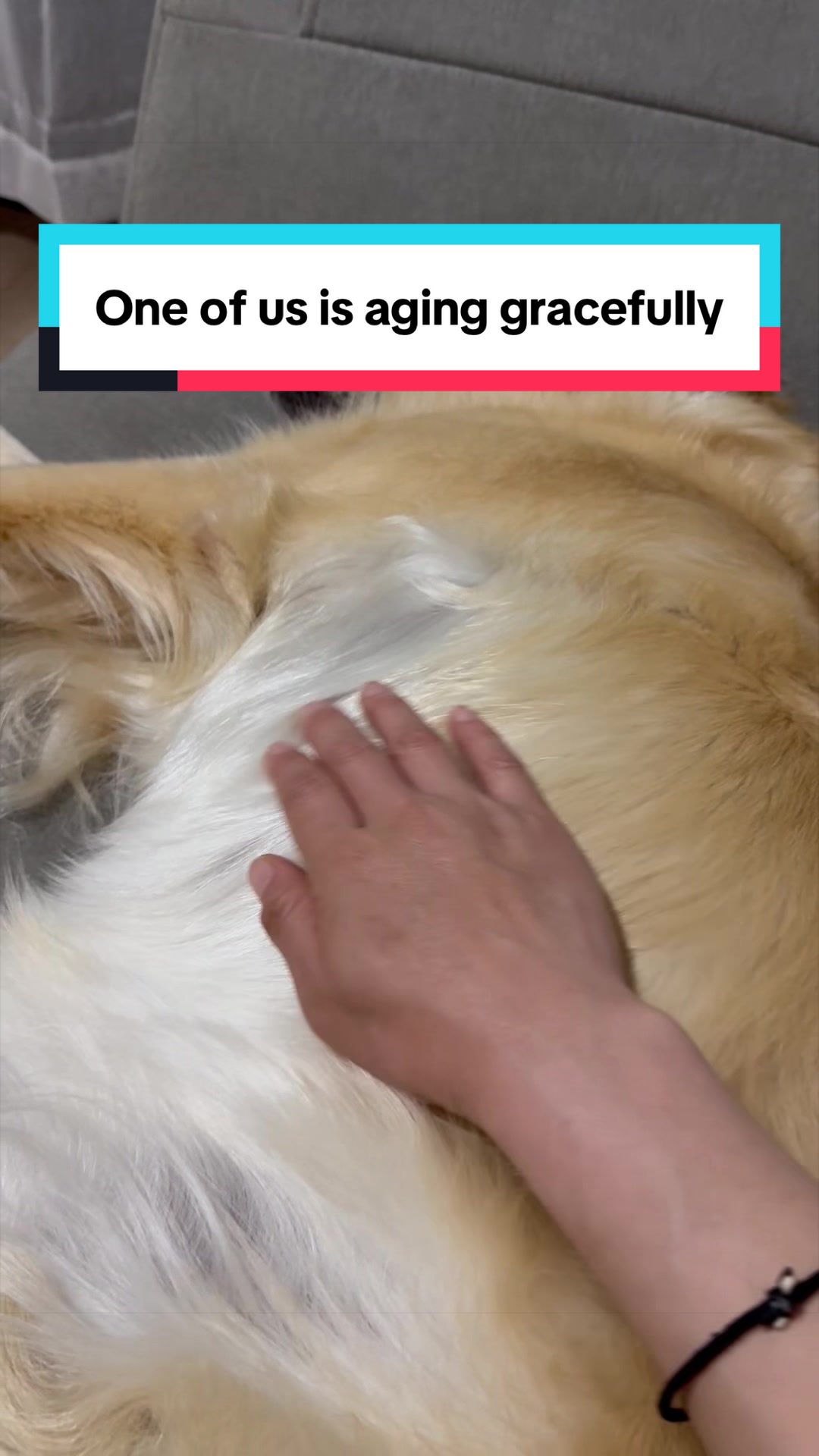 @3goldenretriever