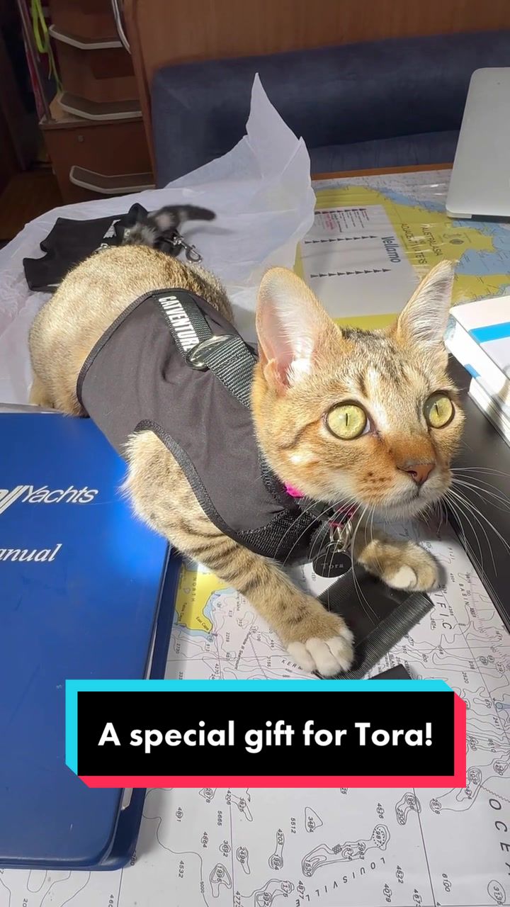 @thatcutecat