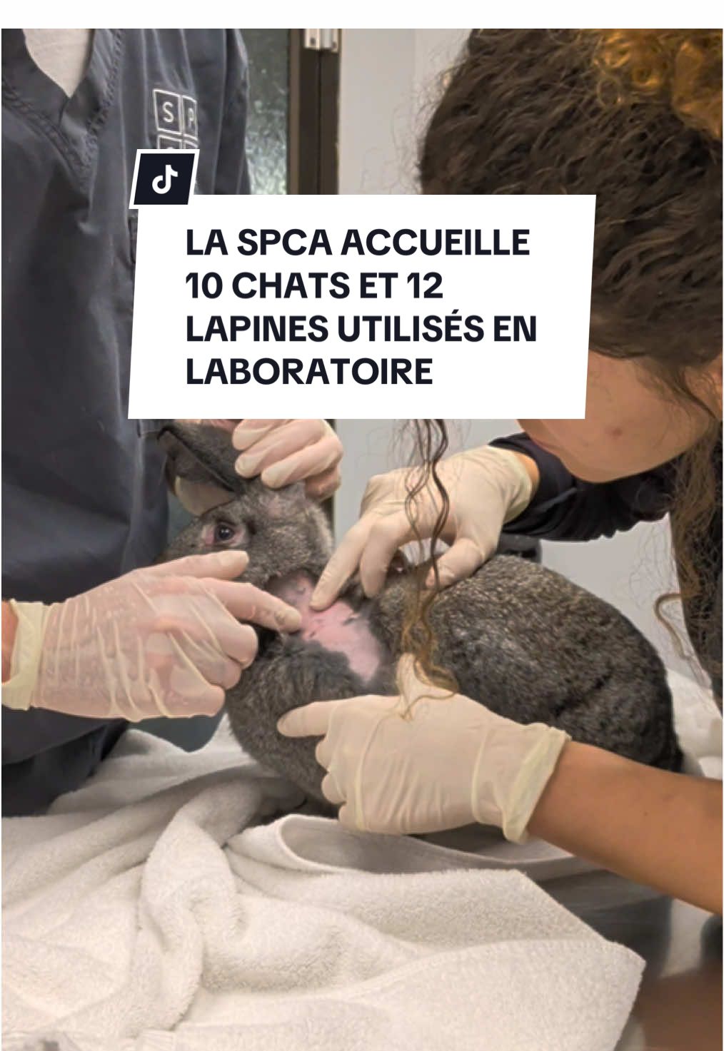@Montreal SPCA