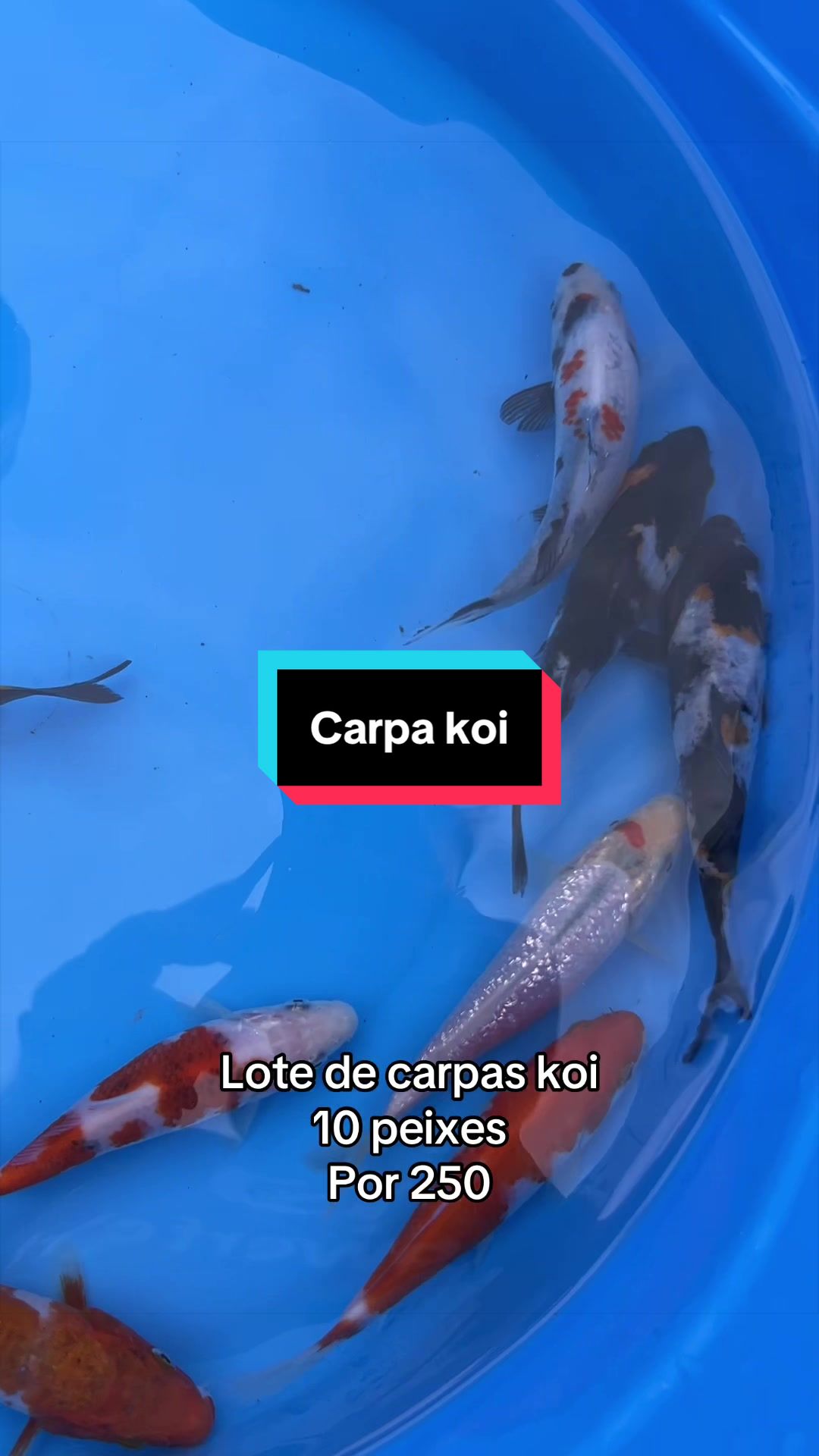 @Walter Fish