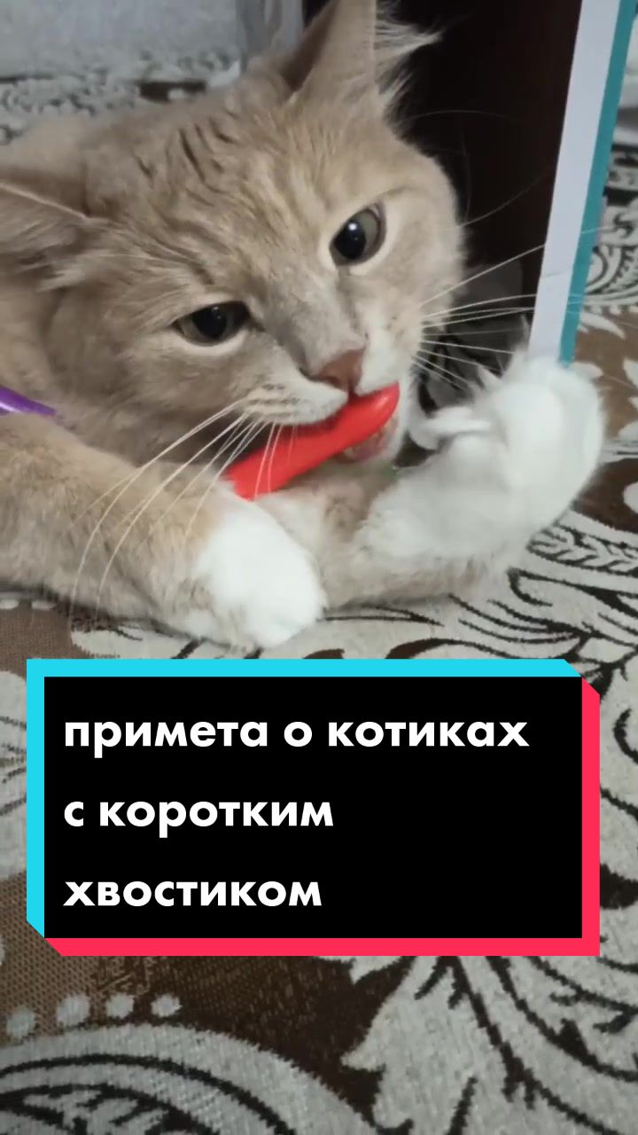 @leva.opakot