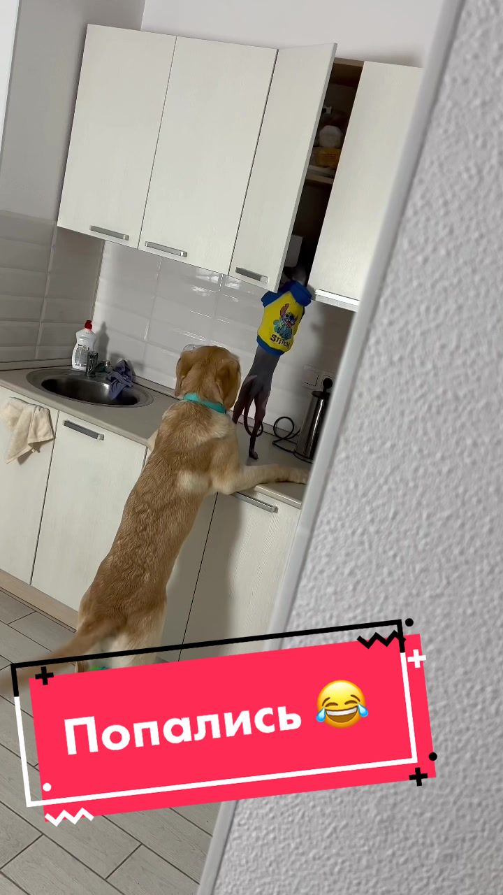 @Deni🐾Mani