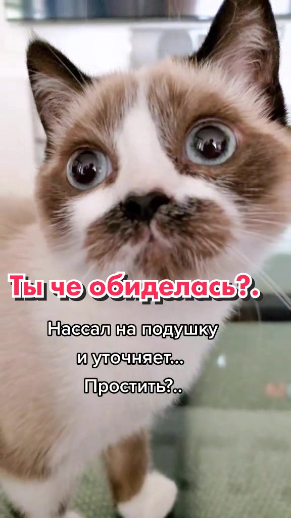 @Кот Клякса