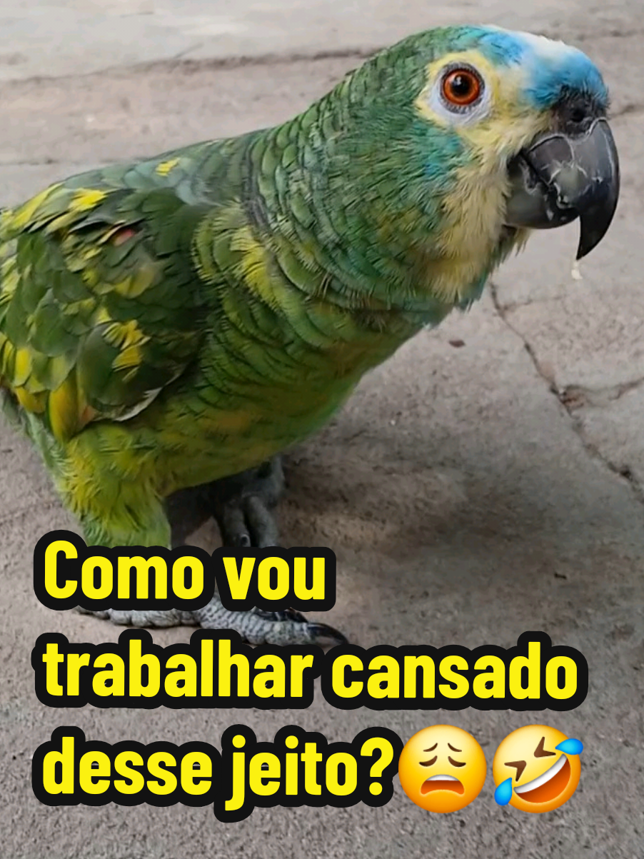 @Papagaio Chico🌽🦜