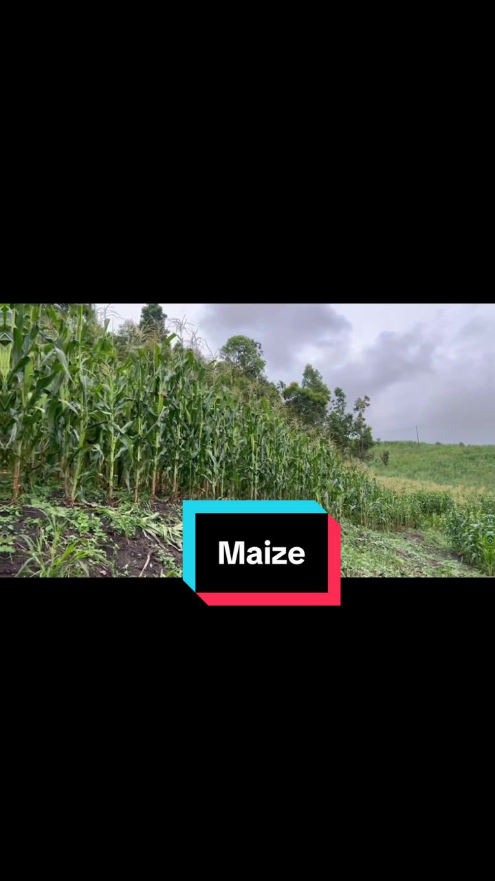 @SAKHILE M BROADCASTs