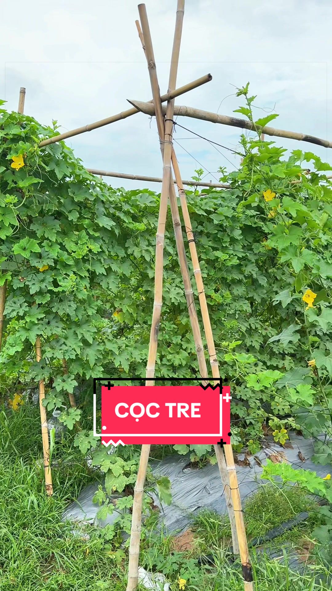 @C&acirc;y Xanh Phong Hồng