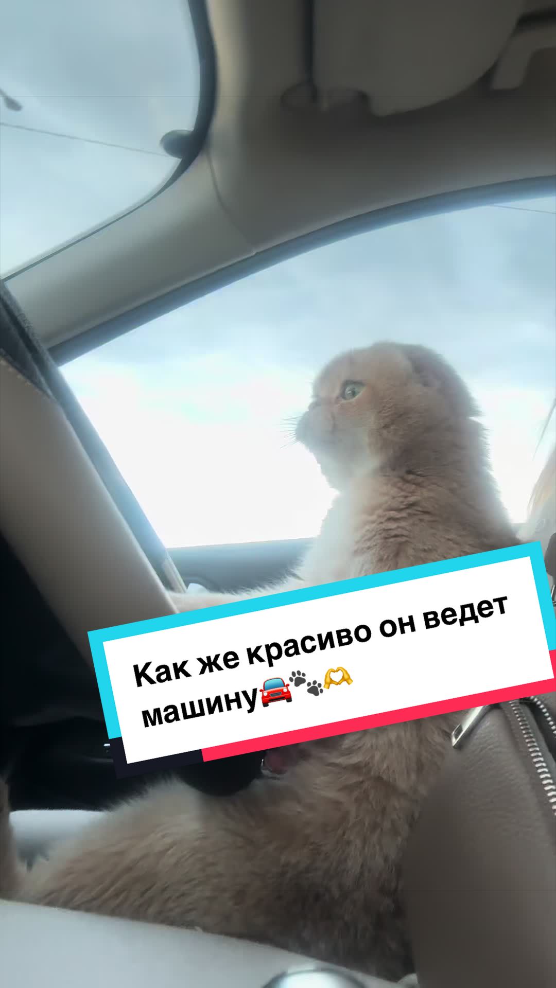 @swetlana_kittycat