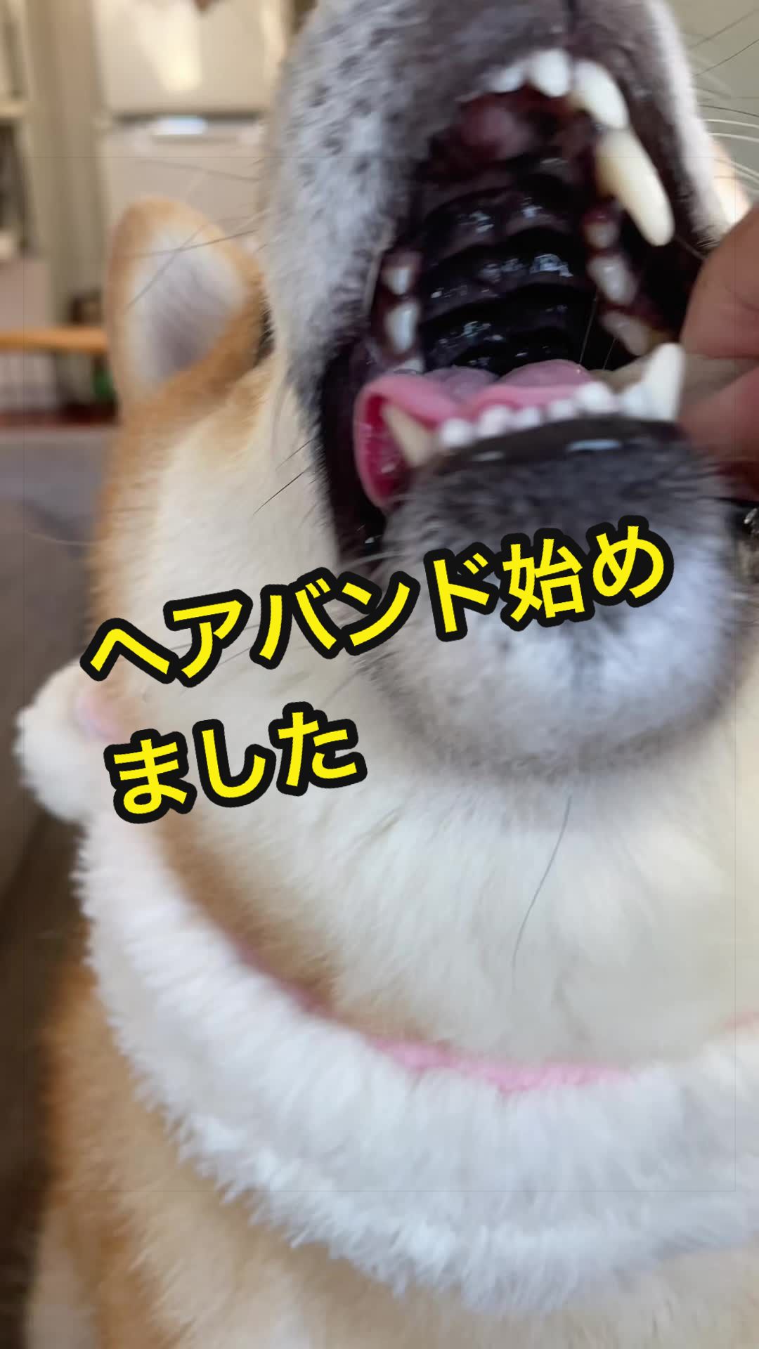 @特に柴犬が好きな人