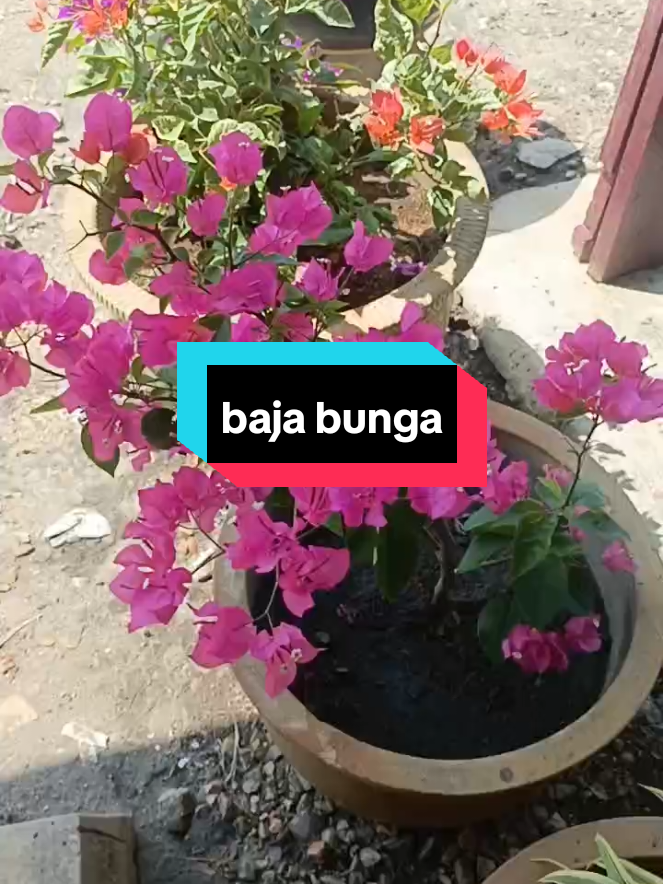 @Suryana