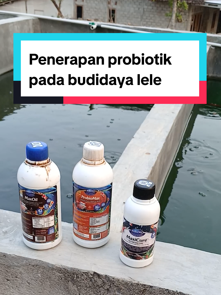 @Kang_Ewi