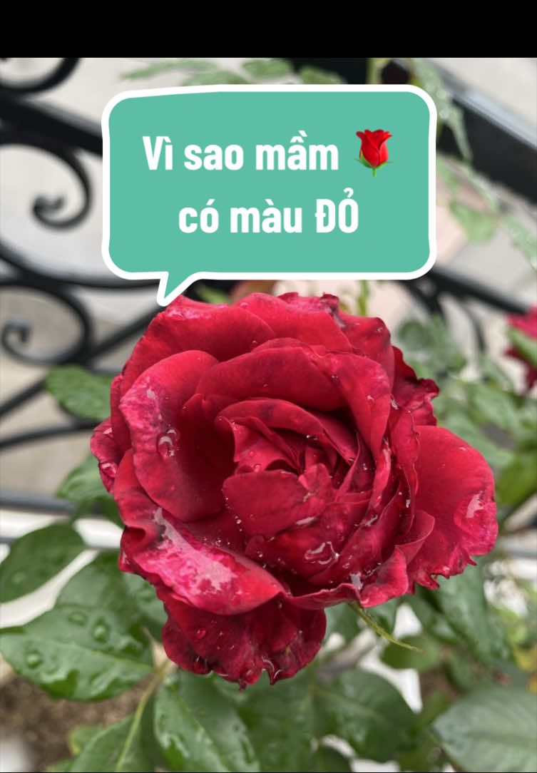 @Gia vị cuộc sống