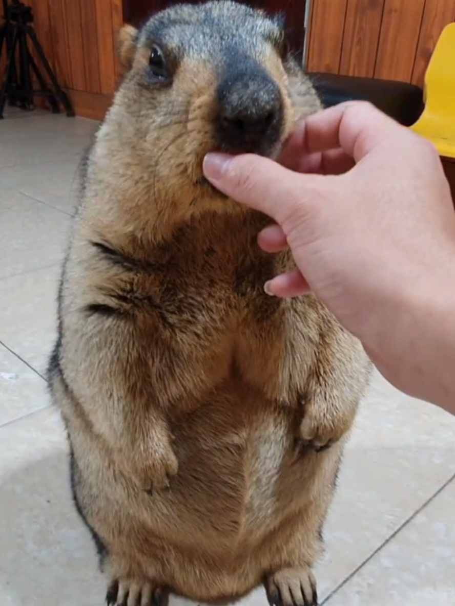 @YêuYêu