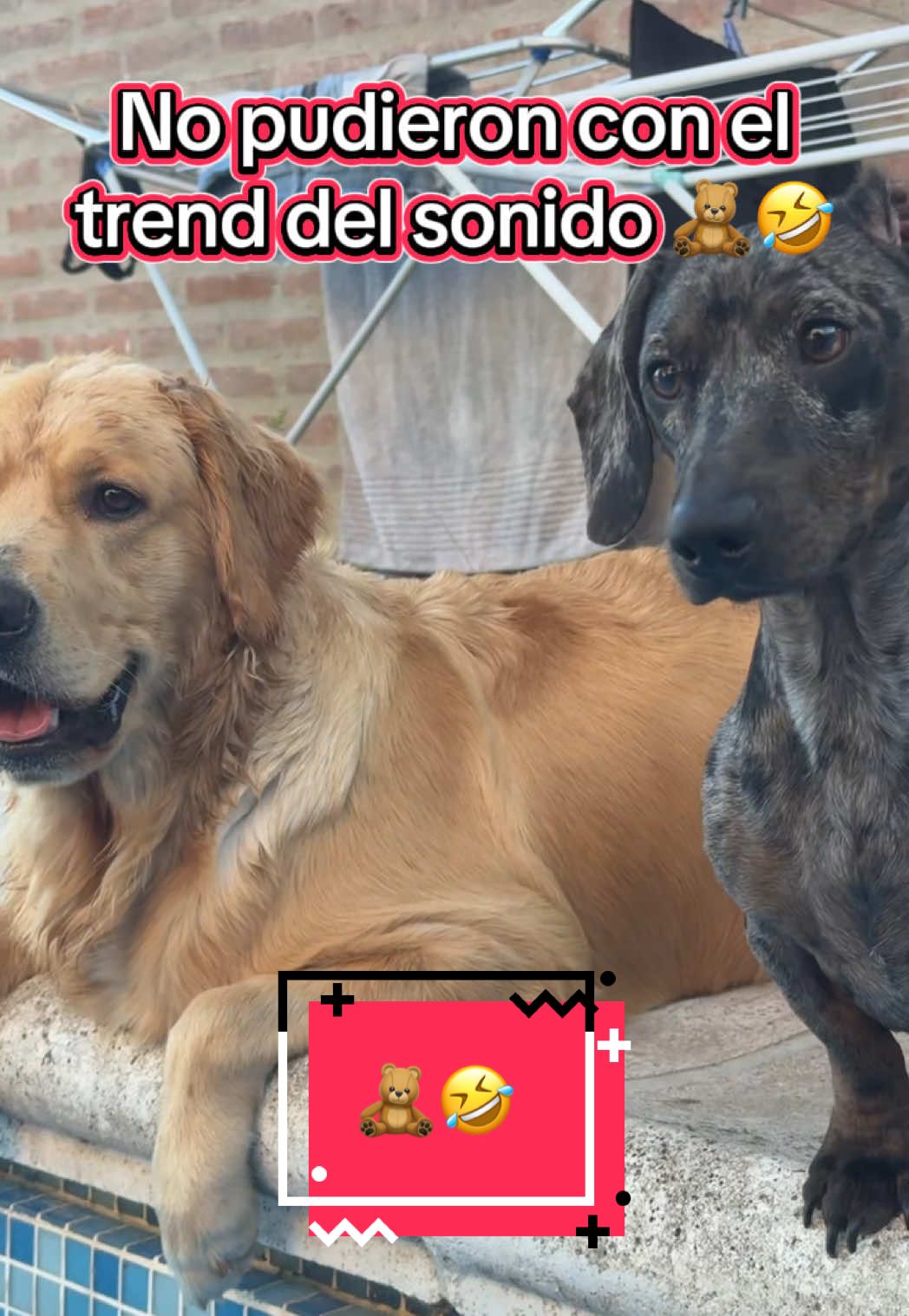 @🐶CharoyCoco🐼