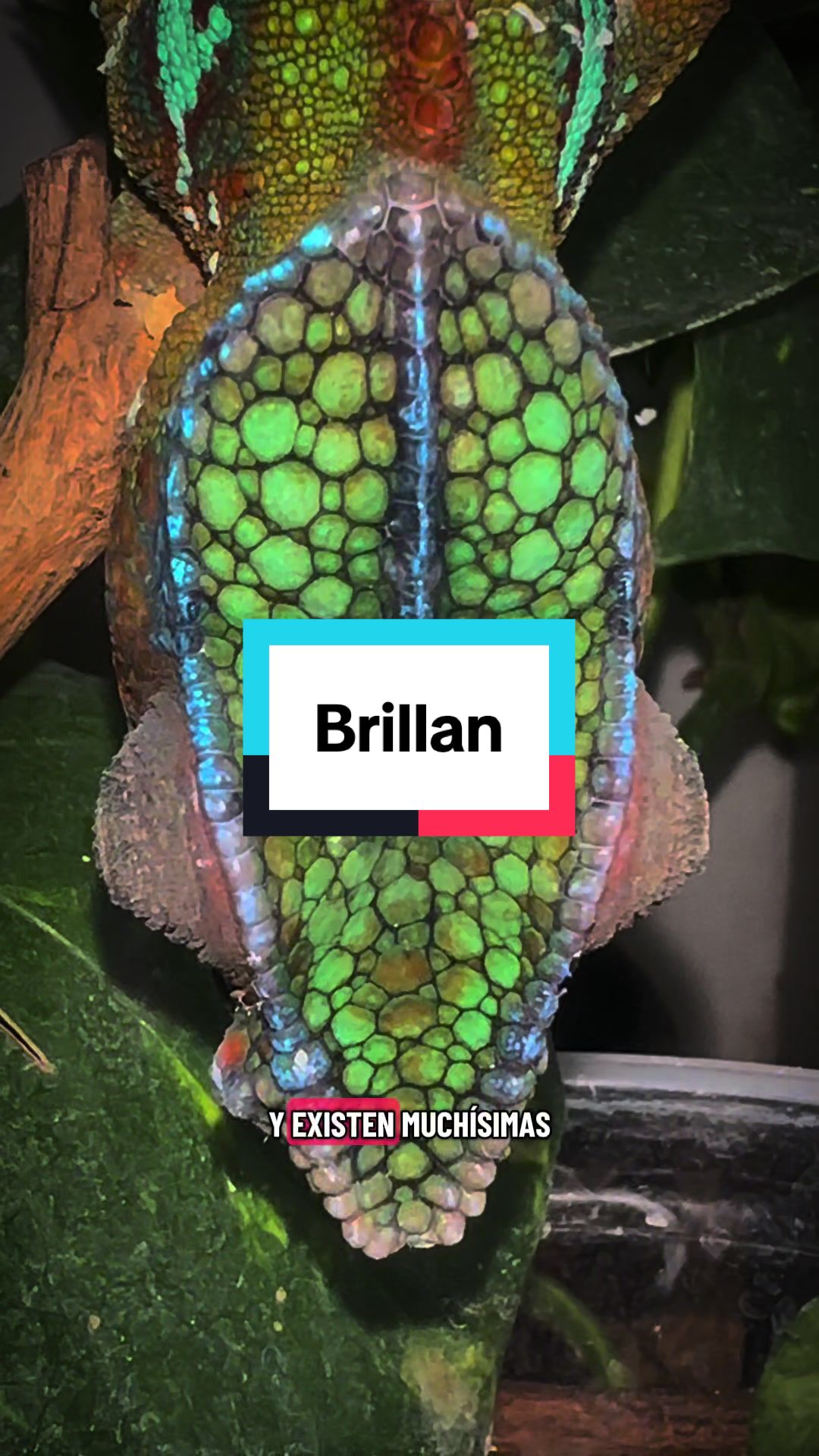 @ReptilMania