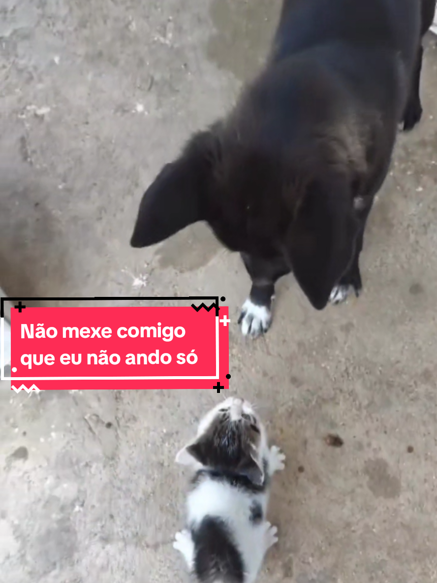 @Gatosetravessuras@10