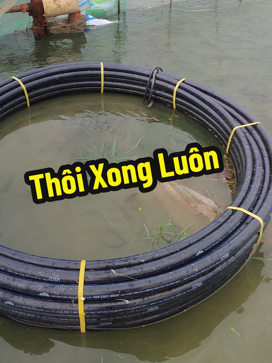 @Cá Chuối Hoa