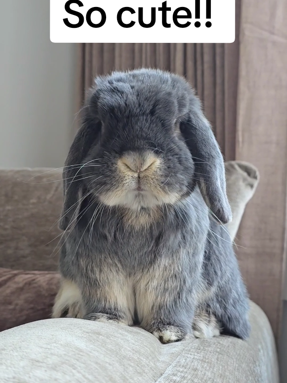 @Blueberry the Bunny