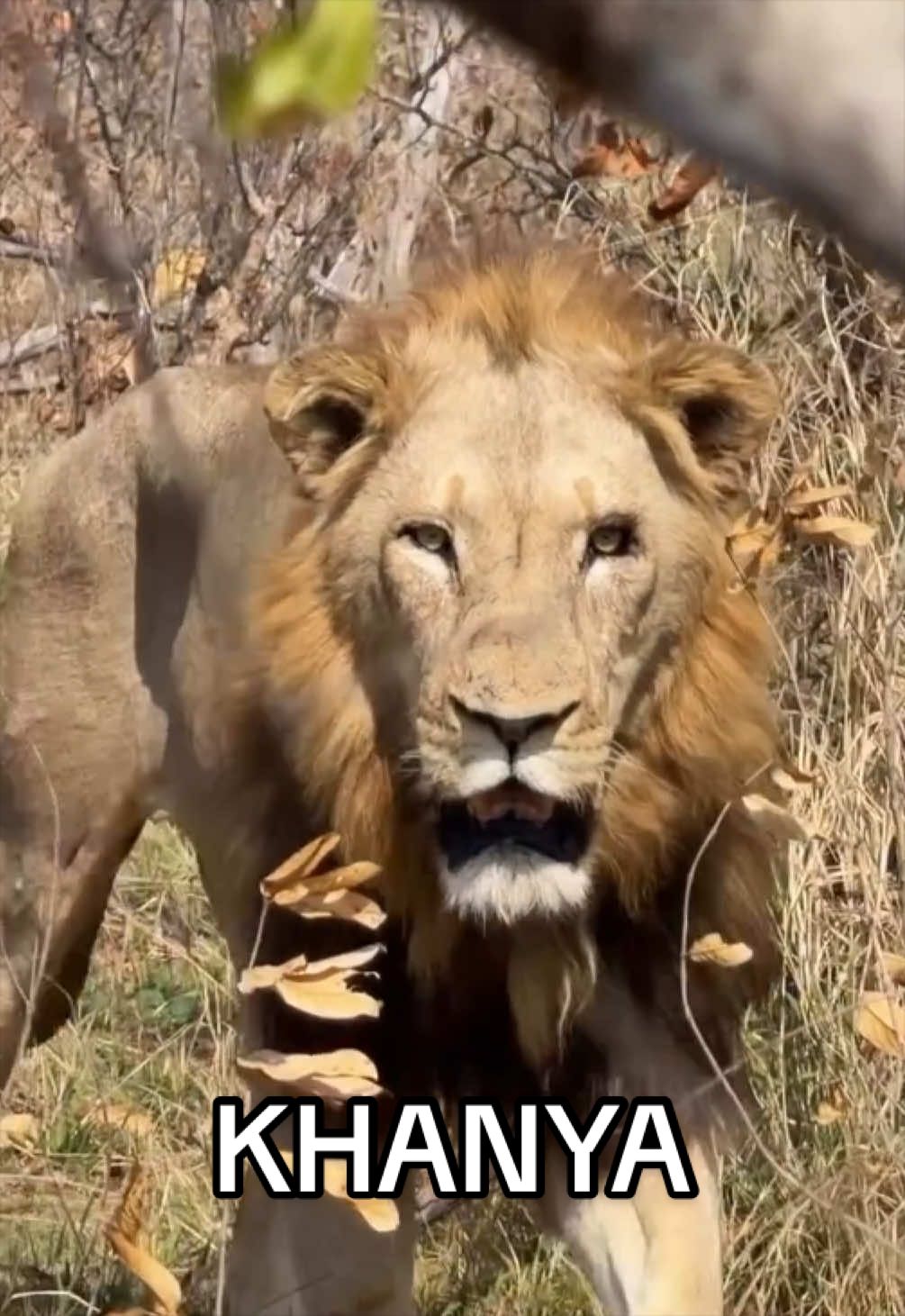@Nai (aka Lion Expert)