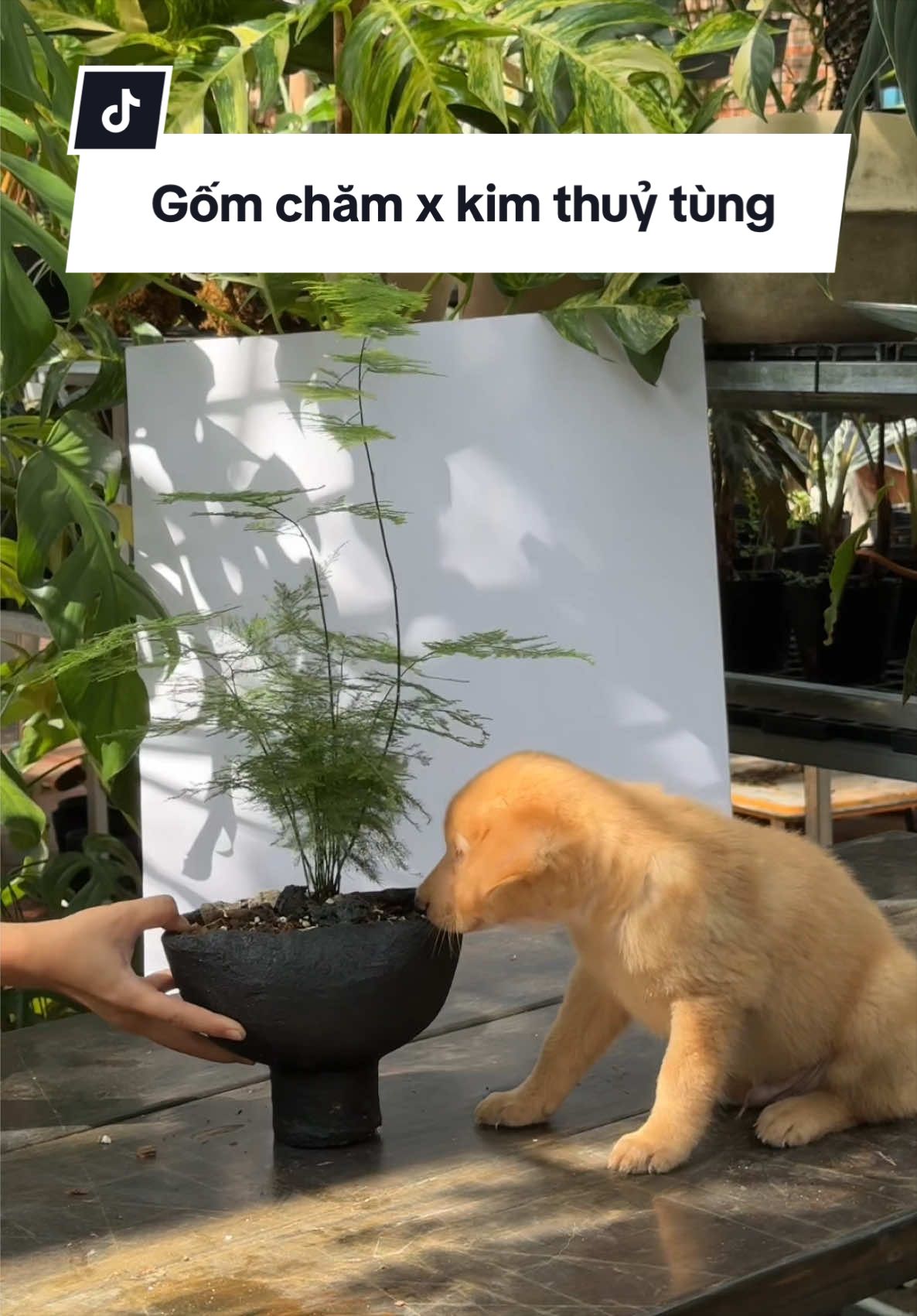 @Vuoncuakien