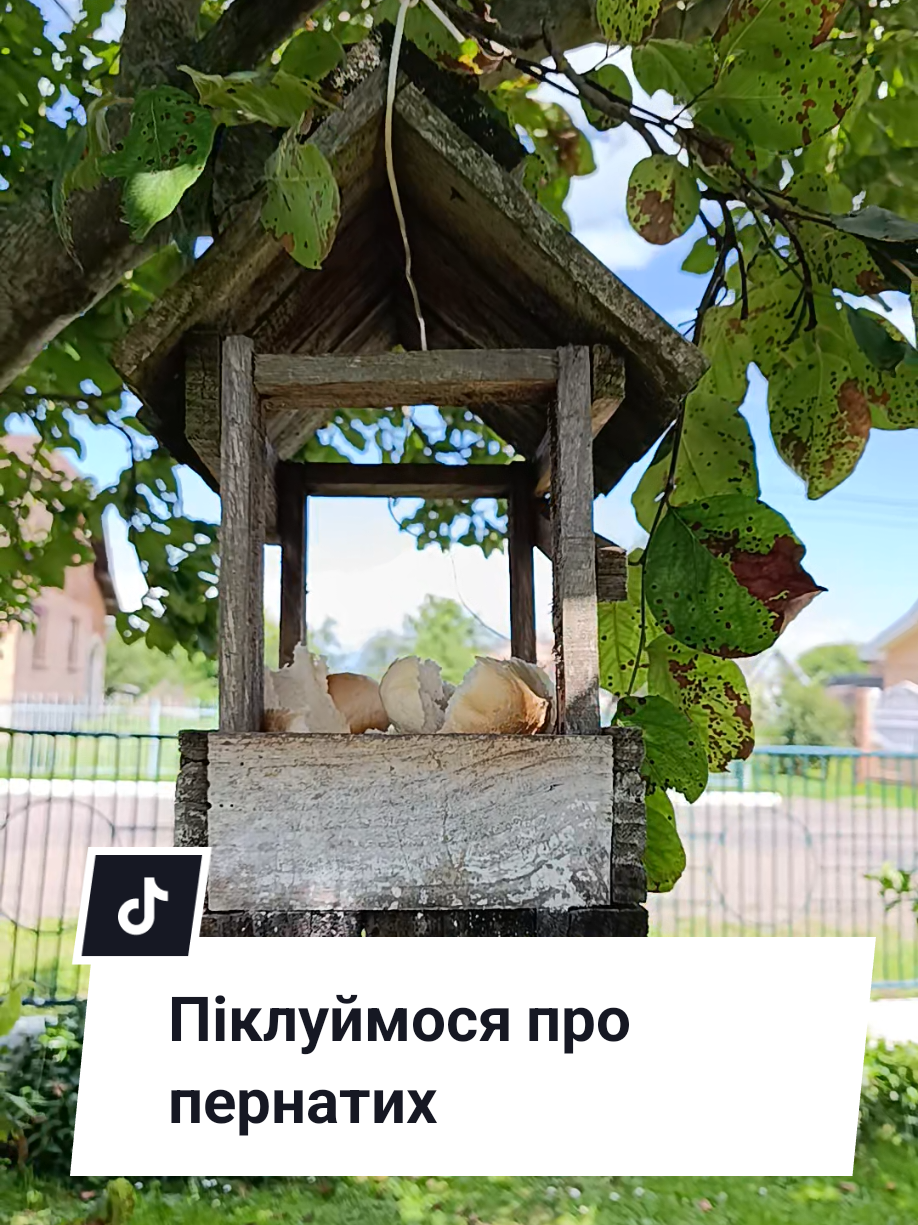 @Софія Яців