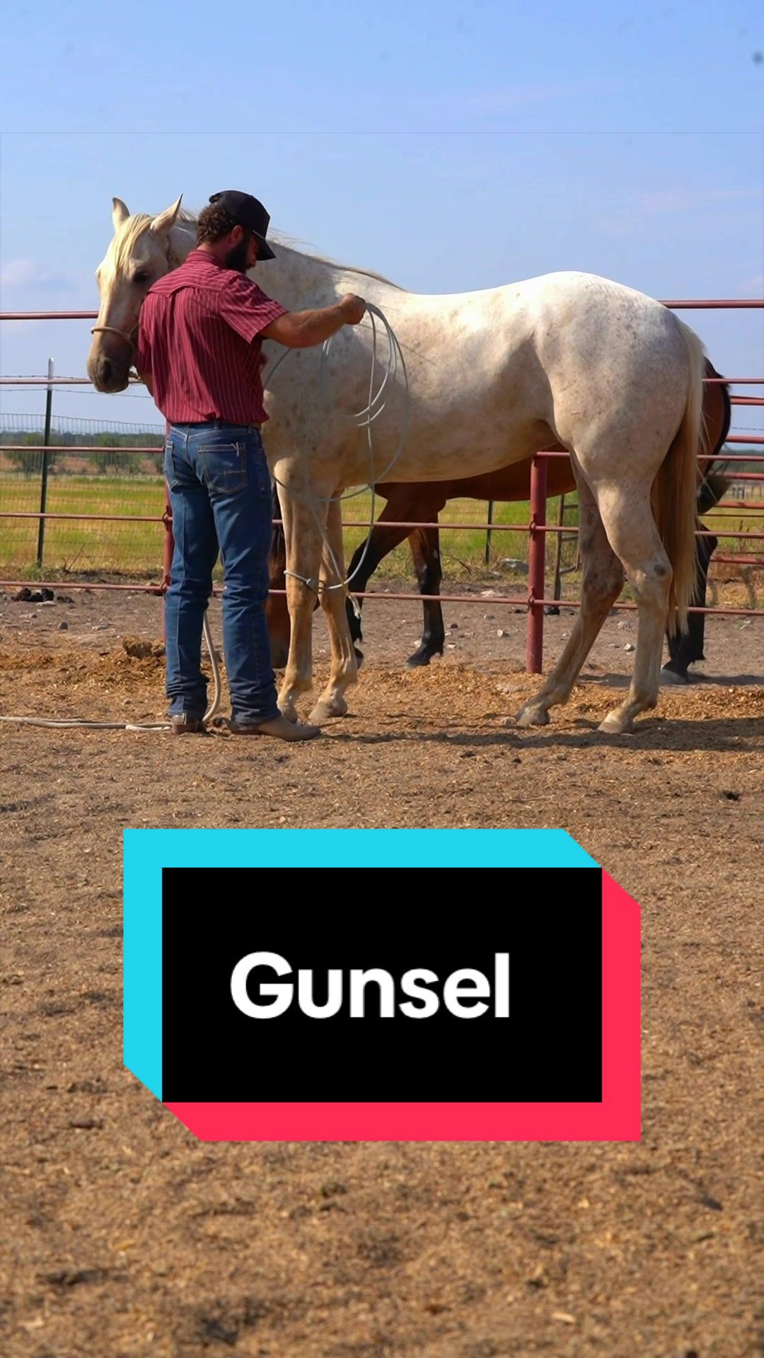@WS Horses