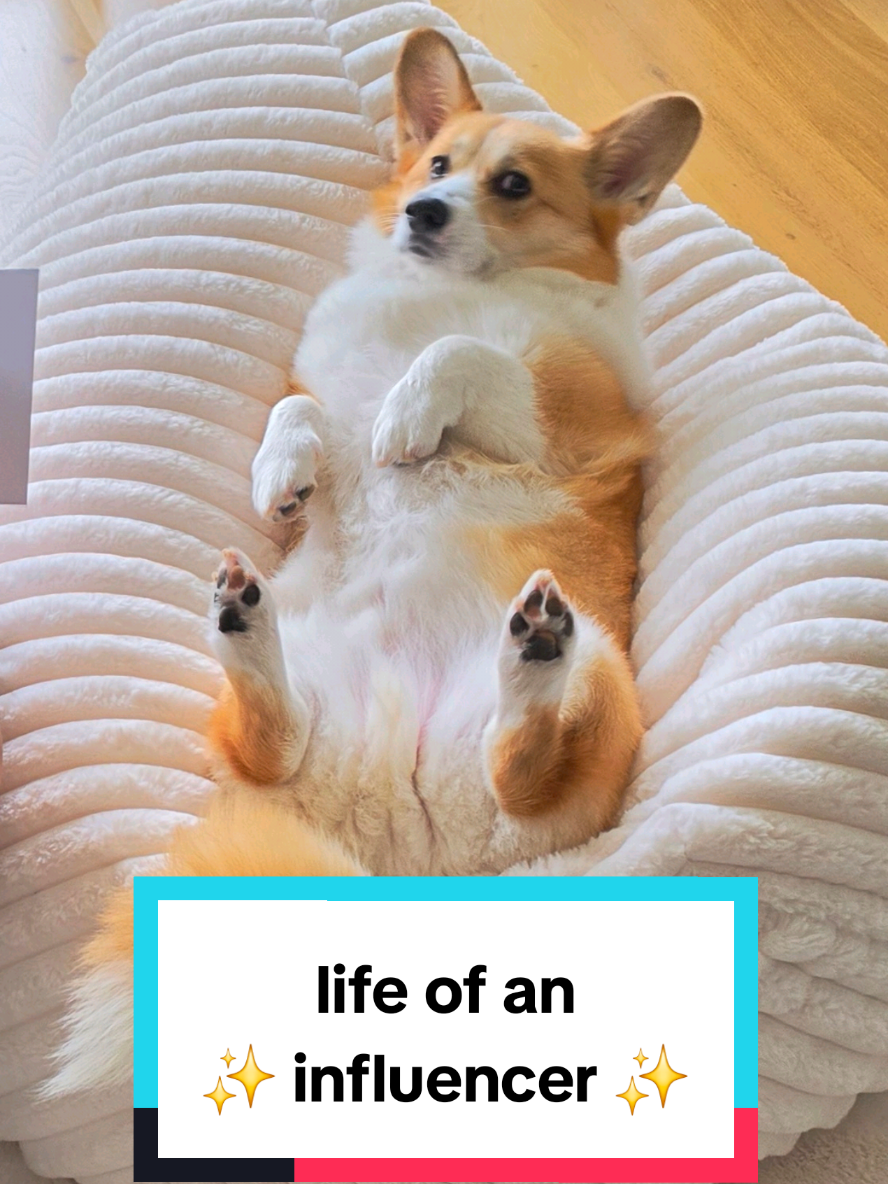 @Pocky the Corgi ๐ถ