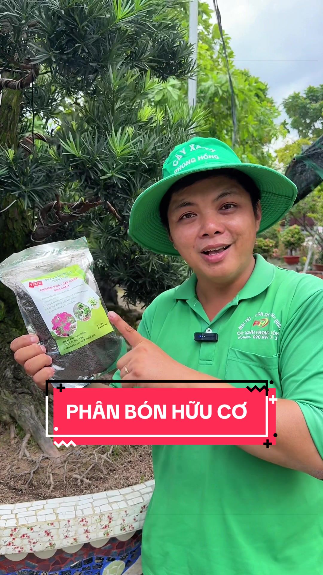 @Cây Xanh Phong Hồng