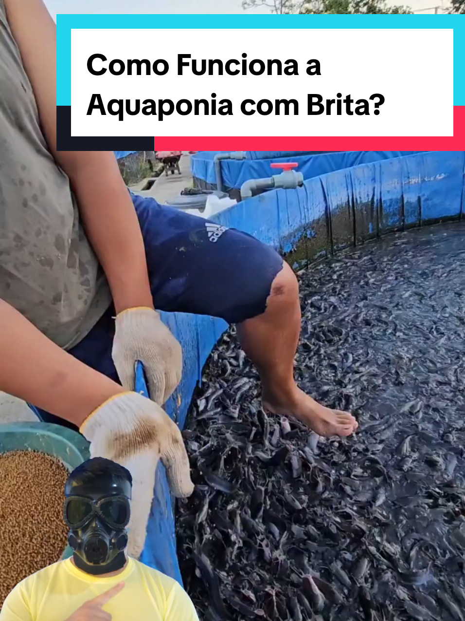 @Mundo da Curiosidades